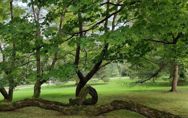 Summer Psalms: Strength